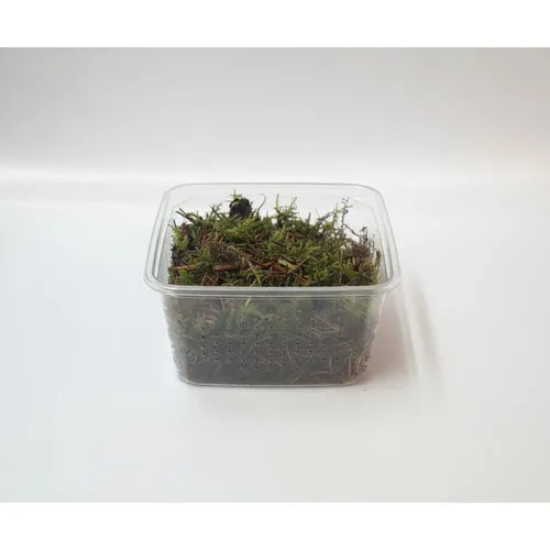 JUNAVERA Mos Gemengd in Bakje +- 50 gram