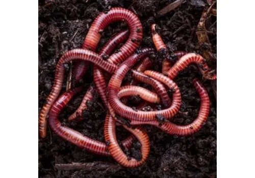 NutriPrey Grote regenwormen Dendrobena – Kilo verpakking
