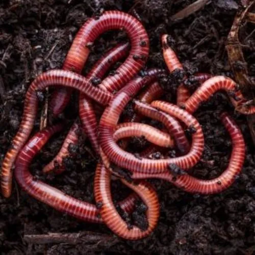 NutriPrey Grote regenwormen Dendrobena – Kilo verpakking