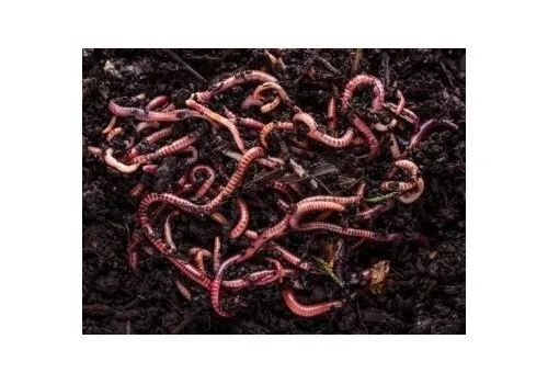 NutriPrey Kleine regenwormen Dendrobena – Kilo verpakking reptielenvoer
