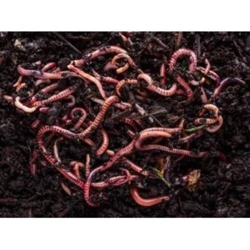 NutriPrey Kleine regenwormen Dendrobena – Kilo verpakking reptielenvoer