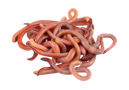 NutriPrey Doosje Dendrobena ca. 15 stuks