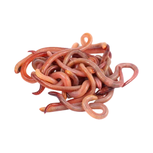NutriPrey Doosje Dendrobena ca. 15 stuks