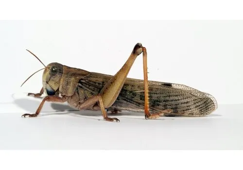 Junai.nl Treksprinkhanen Locusta migratoria – Levend reptielenvoer in bakje