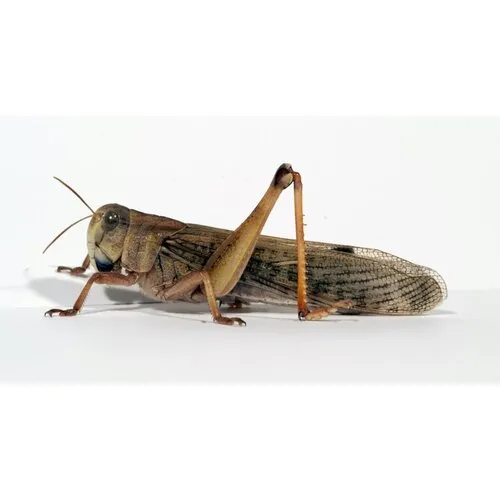 NutriPrey Treksprinkhanen Locusta migratoria – Levend reptielenvoer in bakje