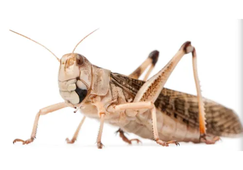 Junai.nl Treksprinkhanen Locusta migratoria – Levend reptielenvoer in bulk