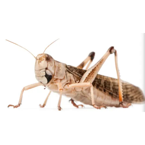 NutriPrey Treksprinkhanen Locusta migratoria – Levend reptielenvoer in bulk