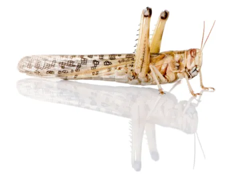 Junai.nl Woestijnsprinkhanen Schistocerca – Insectenbakje