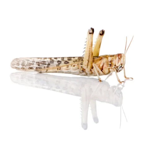 NutriPrey Woestijnsprinkhanen Schistocerca – Insectenbakje