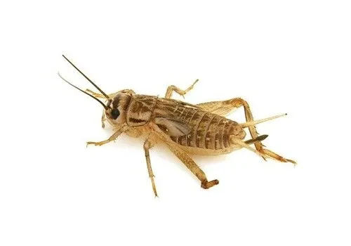 NutriPrey Huiskrekels Acheta domesticus – Bulk reptielenvoer