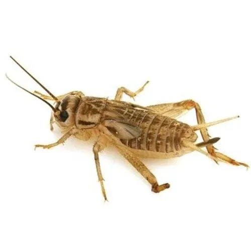 NutriPrey Huiskrekels Acheta domesticus – Bulk reptielenvoer