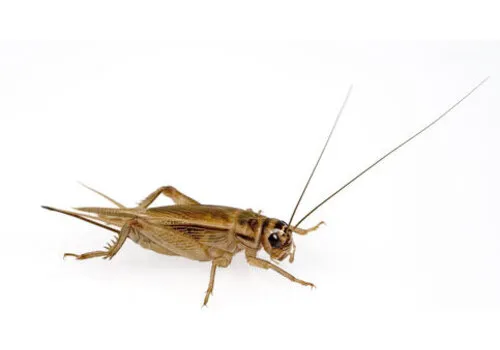 Junai.nl Huiskrekels Acheta domesticus – Insectenbakje