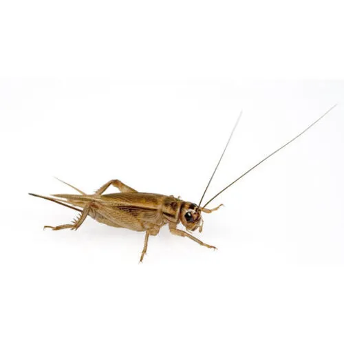 NutriPrey Bakje Huiskrekels | Acheta domesticus | Insectenbakje