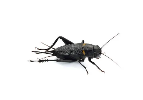 Junai.nl Veldkrekels Gryllus bimaculatus – Insectenbakje