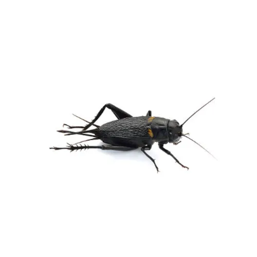 NutriPrey Veldkrekels Gryllus bimaculatus – Insectenbakje