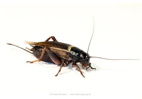 NutriPrey Veldkrekels Gryllus bimaculatus – Bulk