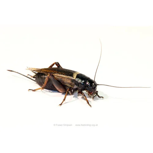 NutriPrey Veldkrekels Gryllus bimaculatus – Bulk