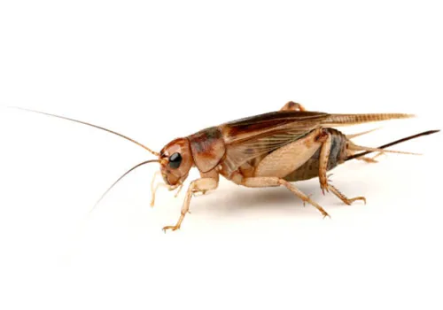 NutriPrey Steppekrekels Gryllus assimilis – Bulk