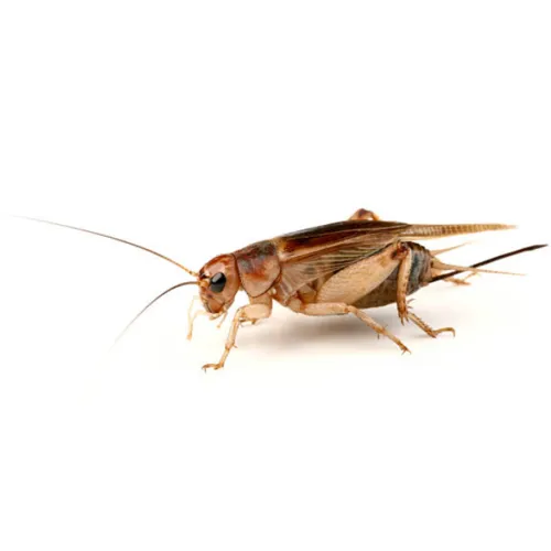 NutriPrey Steppekrekels Gryllus assimilis – Bulk