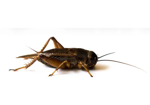 Junai.nl Steppekrekels Gryllus assimilis in insectenbakje