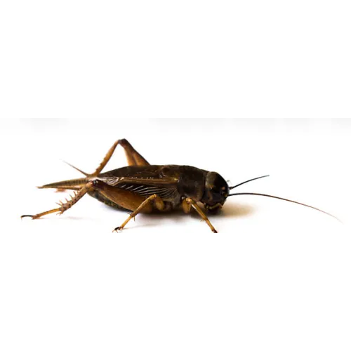 NutriPrey Steppekrekels Gryllus assimilis in insectenbakje