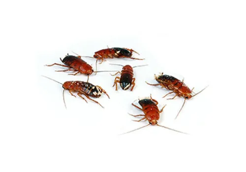 Junai.nl Red Runners Shelfordella lateralis – Insectenbakje