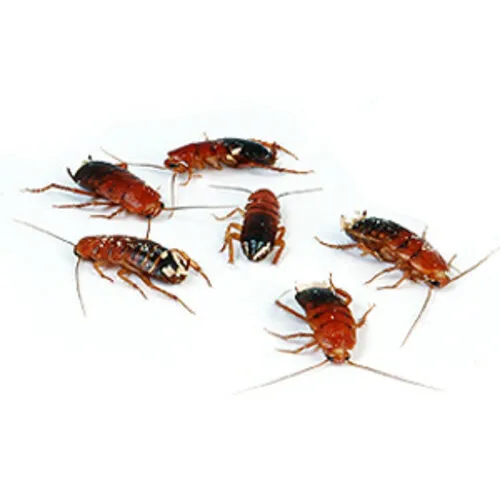 NutriPrey Red Runners Shelfordella lateralis – Insectenbakje