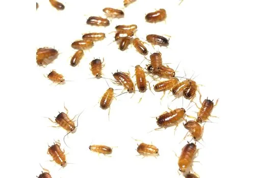NutriPrey Red Runners Shelfordella lateralis – 1 Kilo Bulk