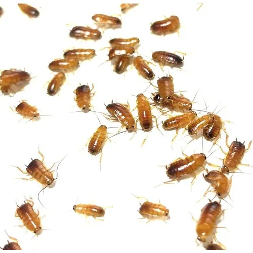 NutriPrey Red Runners Shelfordella lateralis – 1 Kilo Bulk