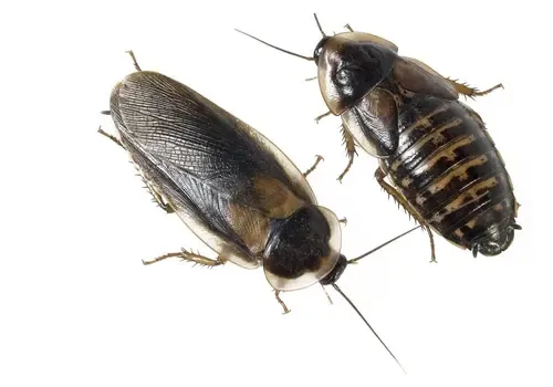 Junai.nl Blaptica Dubia | Argentijnse kakkerlakken – Bulk 1 kilo maat L