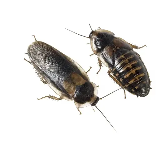 NutriPrey Blaptica Dubia | Argentijnse kakkerlakken – Bulk 1 kilo maat L