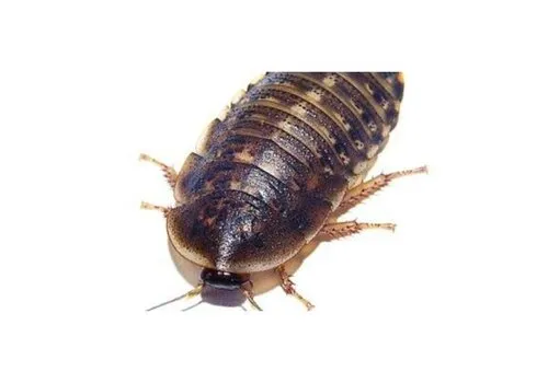 NutriPrey Blaptica Dubia Argentijse kakkerlakken L – Insectenbakje 10 stuks