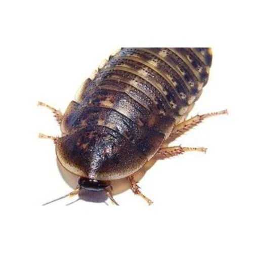 NutriPrey Blaptica Dubia Argentijse kakkerlakken L – Insectenbakje 10 stuks