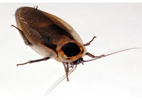 Junai.nl Doodshoofdkakkerlak Blaberus craniifer – Insectenbakje 10 stuks