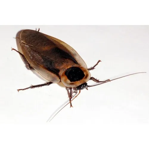 NutriPrey Doodshoofdkakkerlak Blaberus craniifer – Insectenbakje 10 stuks