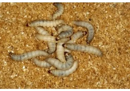 NutriPrey Wasmotten op voedingsbodem