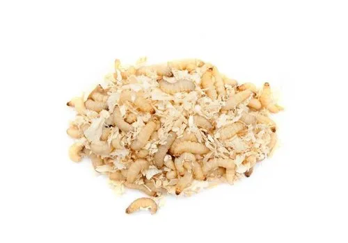 NutriPrey Grote wasmotten op zaagsel – Bulk 1 kilo reptielenvoer & visaas