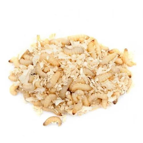 NutriPrey Grote wasmotten op zaagsel – Bulk 1 kilo reptielenvoer & visaas