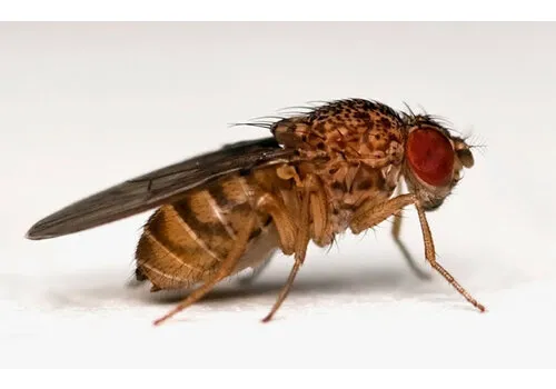 NutriPrey Levende fruitvliegjes groot – Beker met voedingsbodem