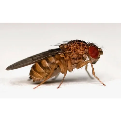 NutriPrey Levende fruitvliegjes groot – Beker met voedingsbodem