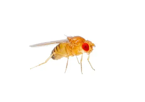 NutriPrey Levende fruitvliegjes klein – Beker met voedingsbodem