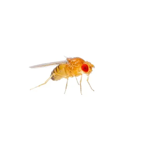 Junai.nl Levende fruitvliegjes klein – Beker met voedingsbodem Junai.nl Levende fruitvliegjes klein – Beker met voedingsbodem