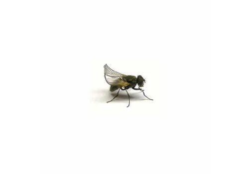 NutriPrey Levende krulvliegen – Bakje met poppen en vliegen