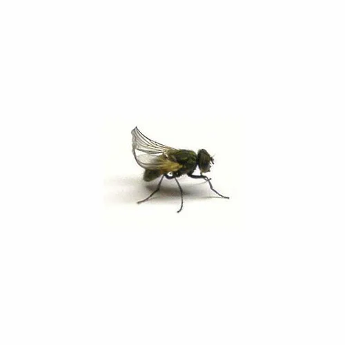 NutriPrey Levende krulvliegen – Bakje met poppen en vliegen