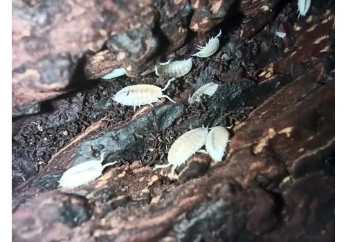 NutriPrey Witte tropische pissebedden | Trichorhina tomentosa
