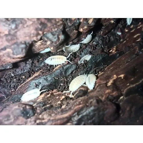 NutriPrey Witte tropische pissebedden | Trichorhina tomentosa