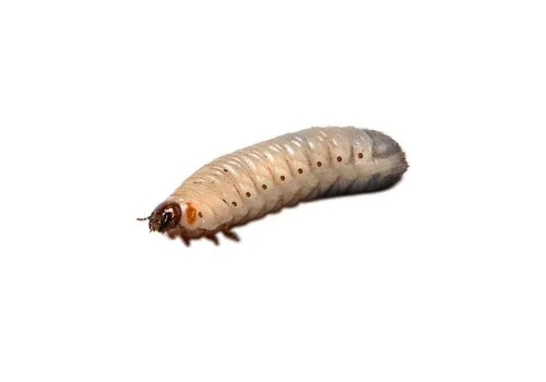 Junai.nl Dola’s Pachnoda Butana – Insectenbakje 10 stuks