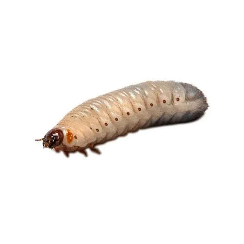 NutriPrey Dola’s Pachnoda Butana – Insectenbakje 10 stuks