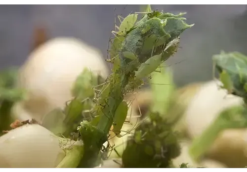 NutriPrey Erwtenluis – Grote pot met gekiemde erwten