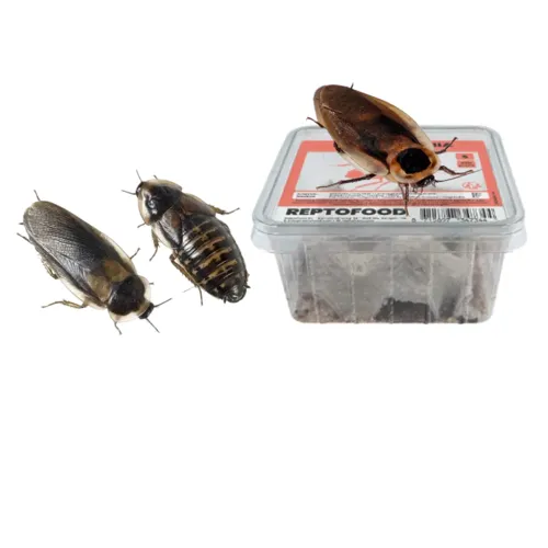 Kakkerlakken Kakkerlakken